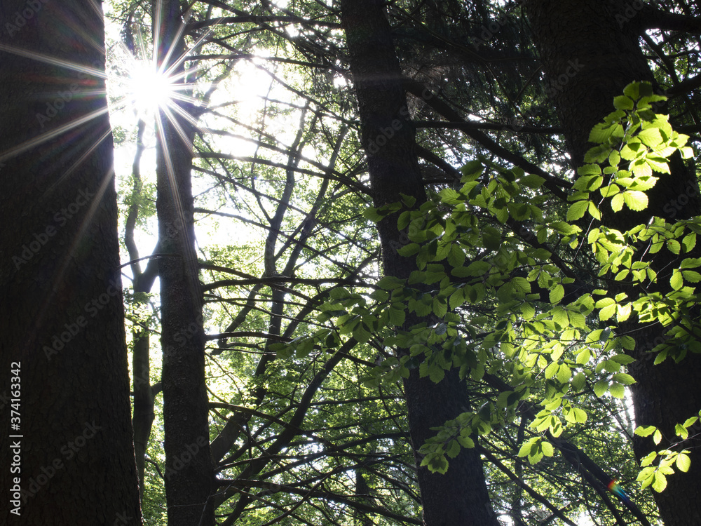 Obraz premium Sunbeams shining between spruces and tree leaves