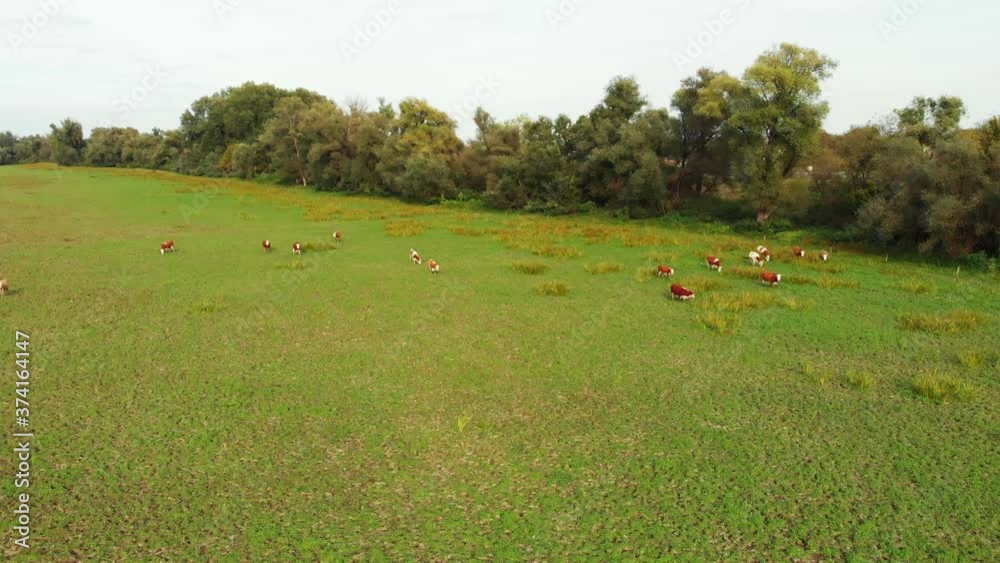 Aerial drone view flight over meadow with cattle grazing in grass field. Many cows on green summer meadow. Herd of cow grazing in fields. Aerial view of dairy cows herd on meadows. Aerial drone view flight over meadow with cattle grazing in grass field. Many cows on green summer meadow. Herd of cow grazing in fields. Aerial view of dairy cows herd on meadows.