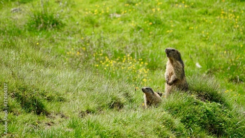 Murmeltier in den Alpen, wildes Bergmurmeltier