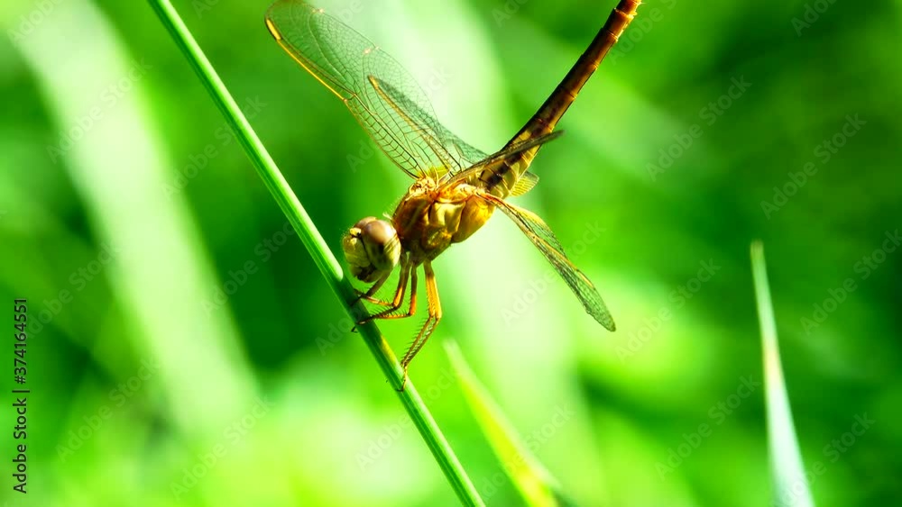4K beautiful yellow black dragonfly flying catch on tree in beautiful morning sunrise. Dragonfly is characterize large multifaceted eyes two pairs of strong transparent wings colored patches 4K beautiful yellow black dragonfly flying catch on tree in beautiful morning sunrise. Dragonfly is characterize large multifaceted eyes two pairs of strong transparent wings colored patches
