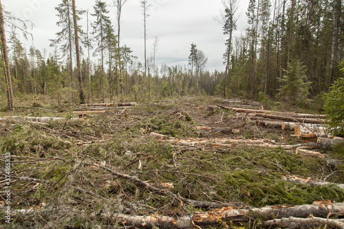 Forest after felling