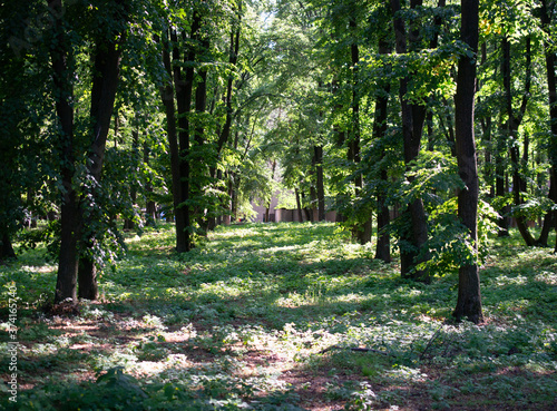 trees in the park