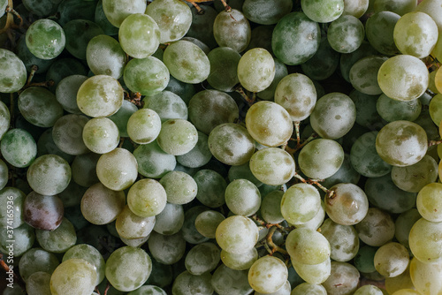 White wine grapes background. Ripe grapes