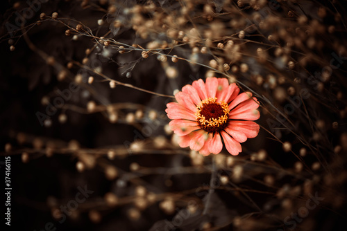beautiful end of summer cultivated yellow garden flowers over natural floral patterns background