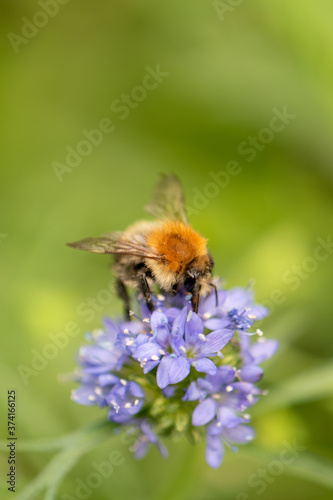 bee on a purple flower © MW Photography 