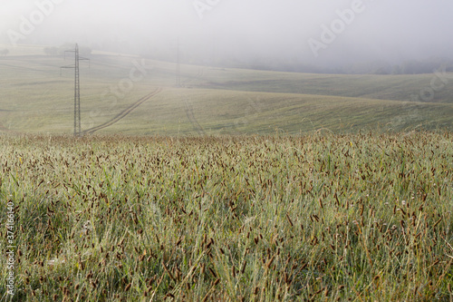 field in the morning fog