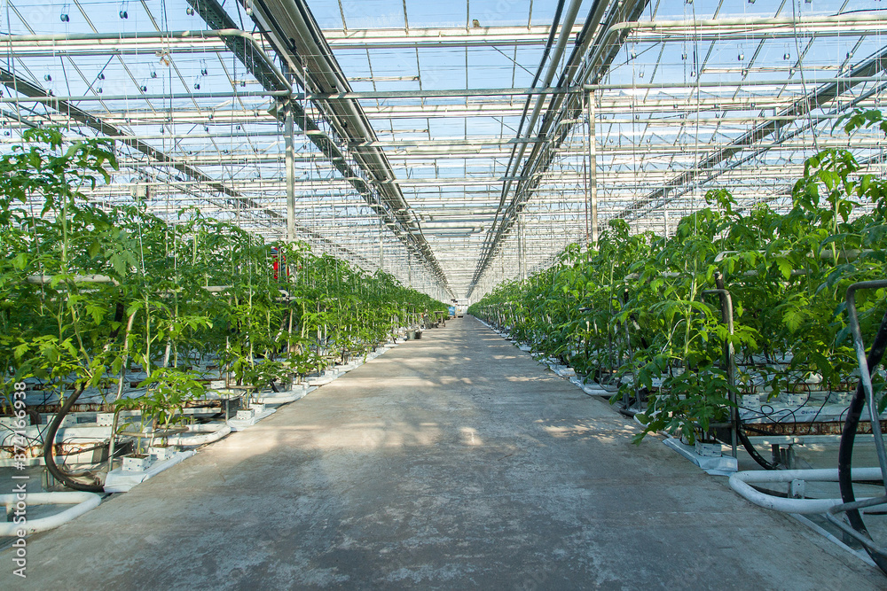 interior of a large industrial greenhouse