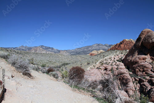 strange red rocks has desert bushes