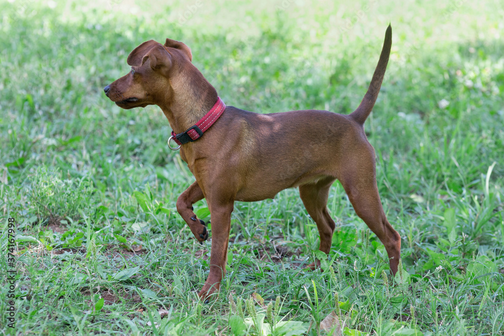 Zwergpinscher puppy is standing on a green grass in the summer park. Pet animals.