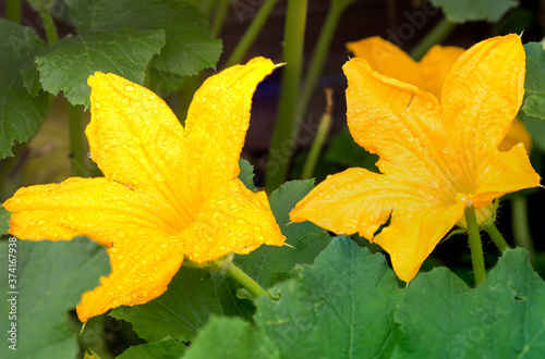 The flower of the zucchini. Zucchini is an annual heat-loving herbaceous plant, a type of common pumpkin.