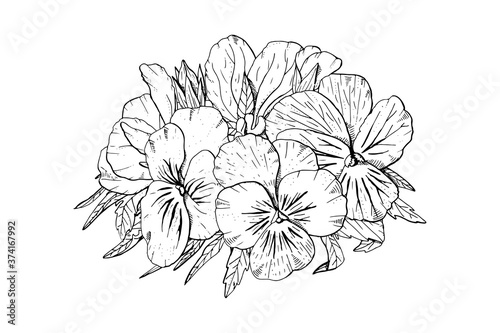 Hand monochrome drawn pansy flowers clipart. Floral design element. Isolated on white background. Vector