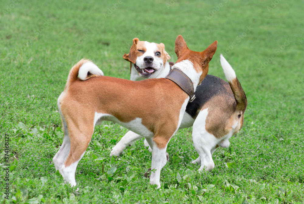 Cute basenji puppy and english beagle puppy are playing on a green grass in the summer park. Pet animals.