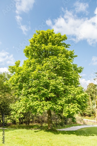 Obraz na płótnie Solitaire Catalpa, Catalpa speciosa, in lawn along hiking trail