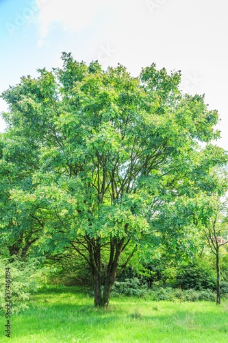 Solitaire  multi-trunk Amur tree maackia amurensis  in park landscape