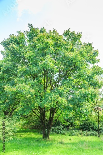 Solitaire  multi-trunk Amur tree,maackia amurensis, in park landscape photo