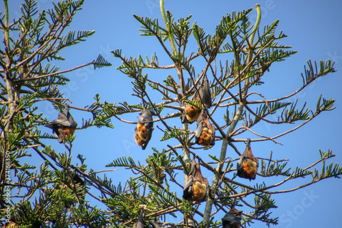 Принти на полотні Fruit bats hanging in pine trees in a botanical garden in Sri Lanka