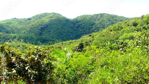 Seychelles, Indian Ocean, Praslin Island, West Coast, Fond Ferdinand Trail photo