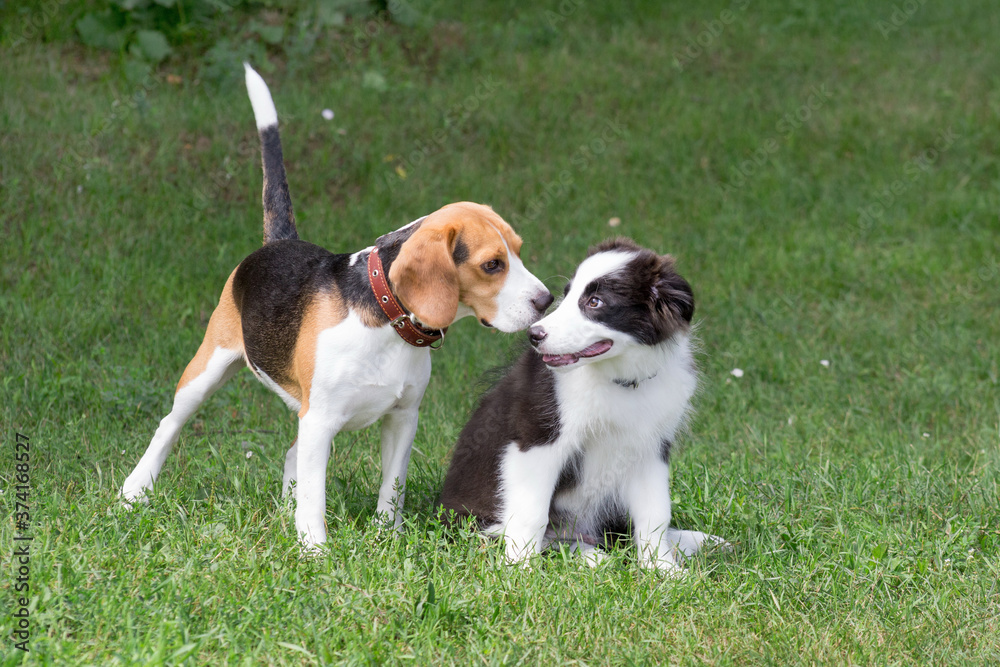 Cute border collie puppy and english beagle puppy are playing on a green grass in the summer park. Pet animals.