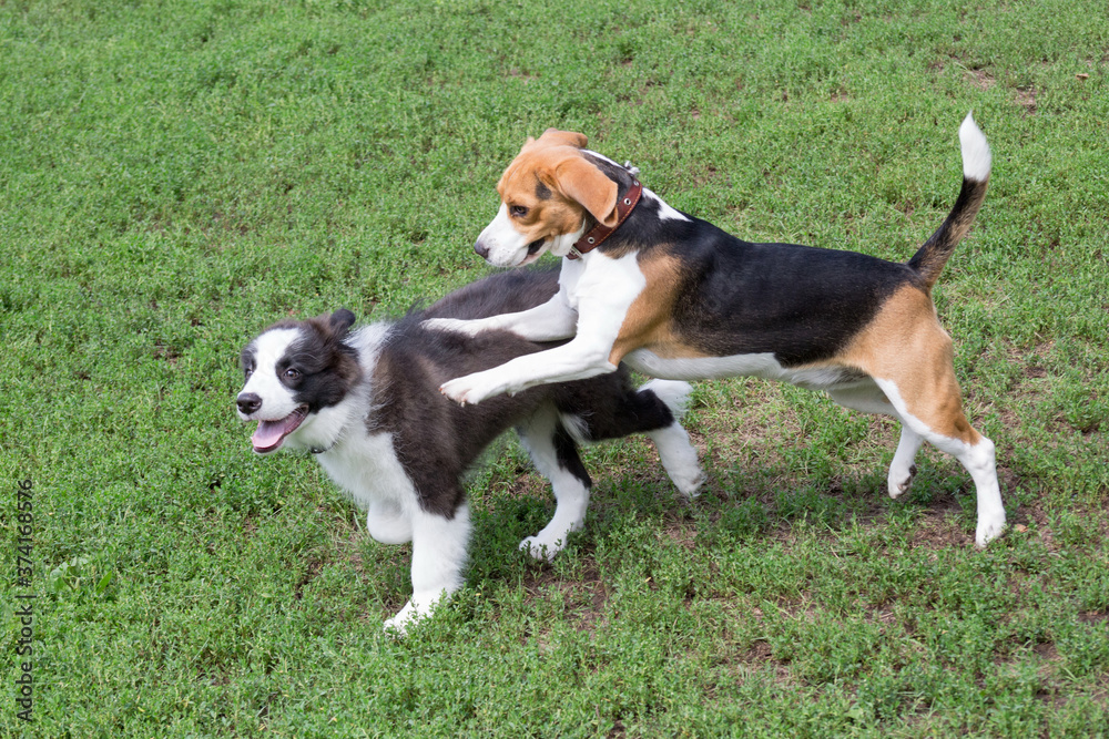 Border collie puppy and english beagle puppy are playing on a green grass in the summer park. Pet animals.