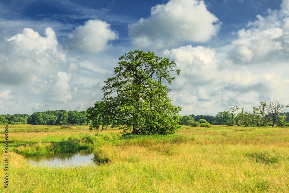 Landscape valley Deurzerdiep a stream in the Dutch province of Drenthe with solitaire European Alder tree, Alnus glutinosa, against heavily cloudy sky Landscape valley Deurzerdiep a stream in the Dutch province of Drenthe with solitaire European Alder tree, Alnus glutinosa, against heavily cloudy sky