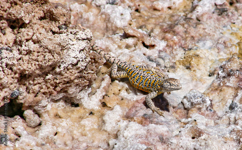 Lagarto Atacama