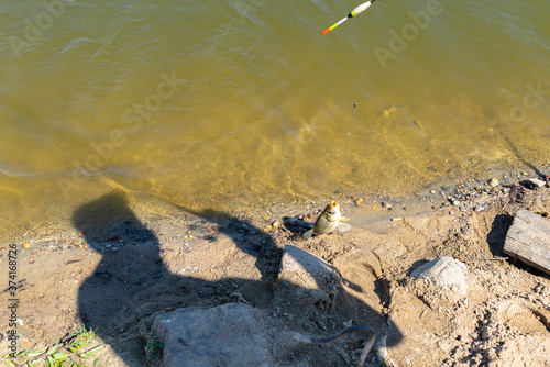 Towing a caught crucian carp to the pond shore with a fishing rod  visible a fishing line and a float.