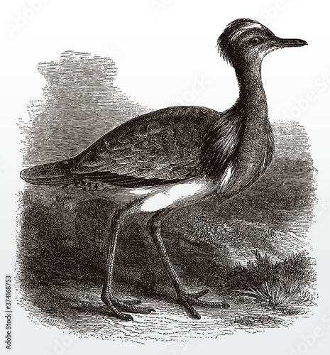 Threatened MacQueen's bustard, chlamydotis macqueenii in side view standing in a grassland, after an antique illustration from the 19th century