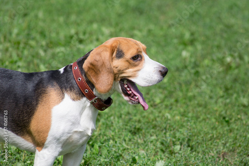 Cute english beagle puppy is standing on a green grass in the summer park. Pet animals.