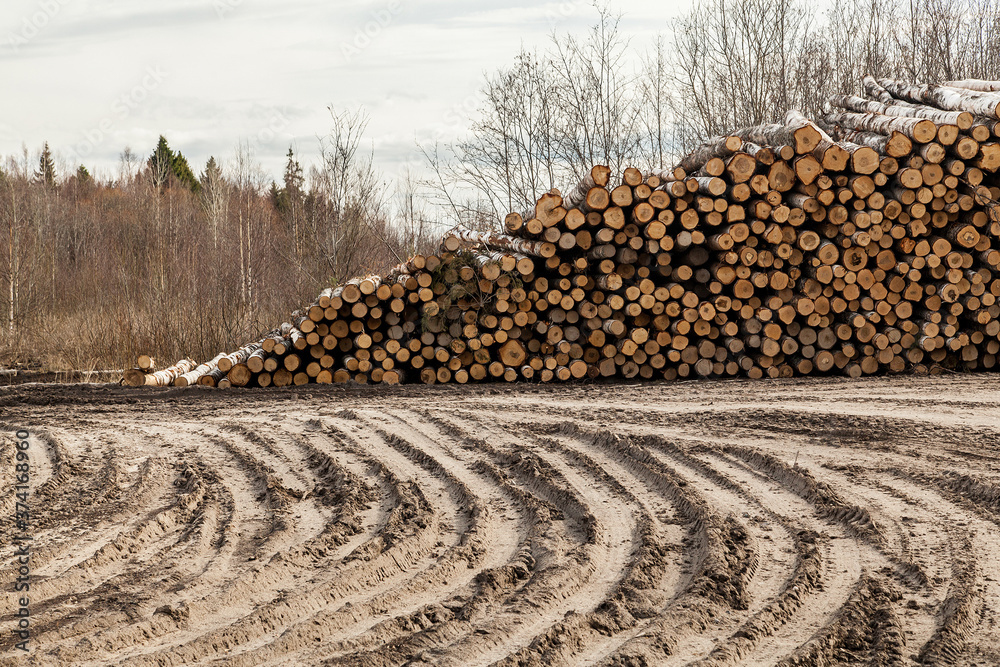 Dirty road between piles of pine logs