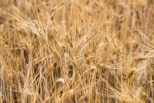 Ripe and mature ears of wheat gold color.