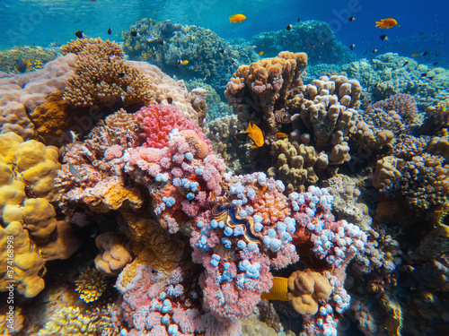 colorful corals and exotic fishes at the bottom of the red sea. beautiful natural summer background