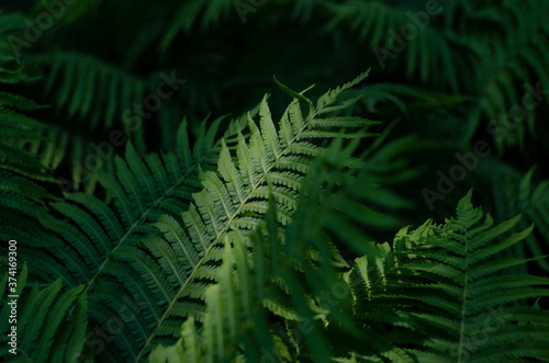 Green leaf natural floral fern background in sunlight texture