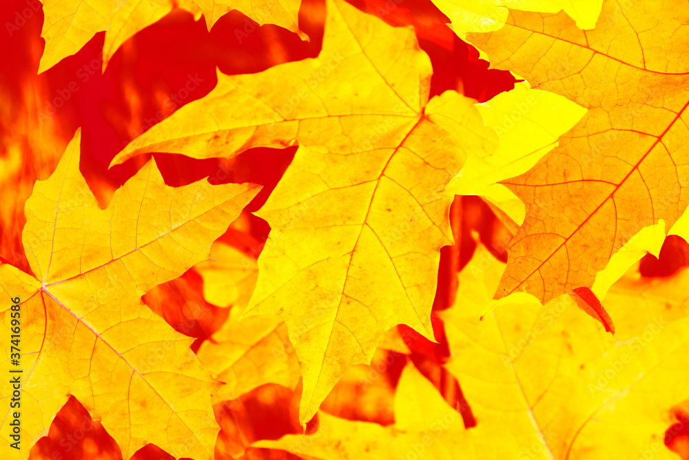 autumn landscape with bright colorful foliage. Indian summer. autumn landscape with bright colorful foliage. Indian summer.