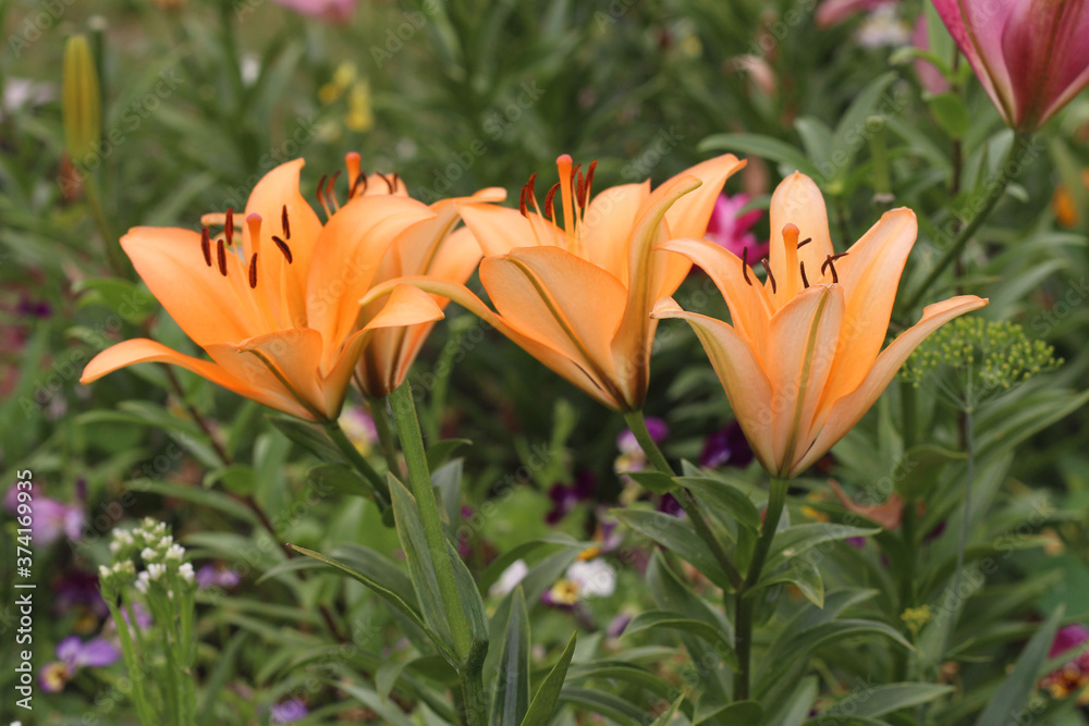 beautiful orange lilies in the garden. Picture for the holiday beautiful orange lilies in the garden. Picture for the holiday
