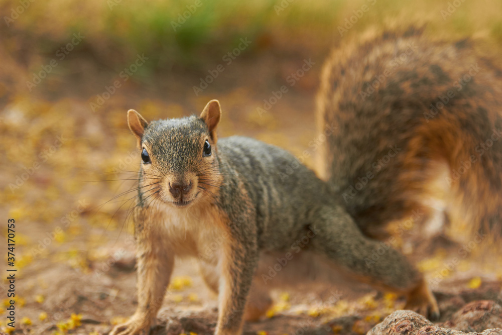 Ardilla Ardilla