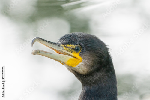 Great cormorant
