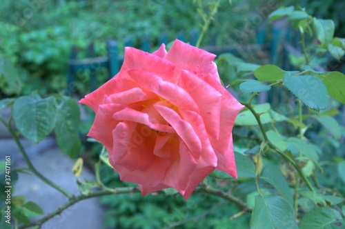 pink rose in garden