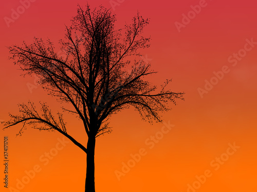 Three in the evening,evening view,silhouettes of a tree isolated on evening background. © Nature Clicks