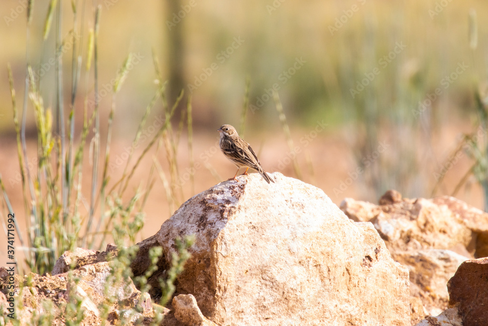 Vesper Sparrow Vesper Sparrow