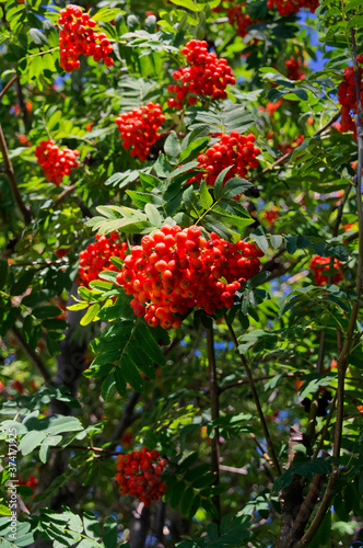 Bright Red Mountain Ash Berries