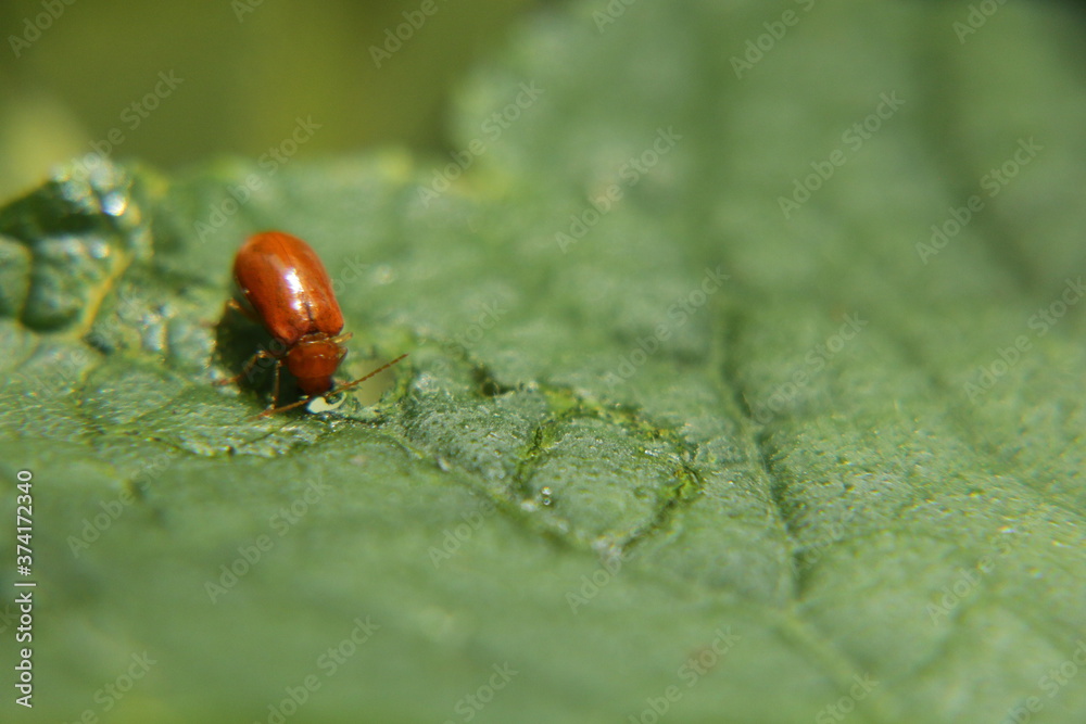 leaf eating bugs | leaf-eating insects list leaf eating bugs | leaf-eating insects list