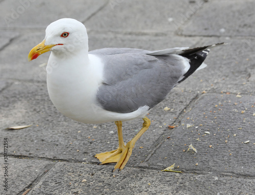 Gull with yellow beak and webbed paws walks in the town square