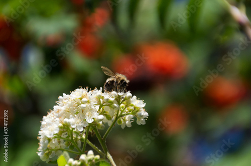 A Bee on a Mountain Ash Flower