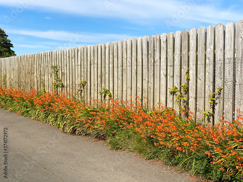 Orange flowering Montbretia or crocosmia, growing in the grassy verge of a country road in the Isle of Man