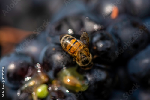 Bee feeding on harvested grapes © LORENZOPASSINI