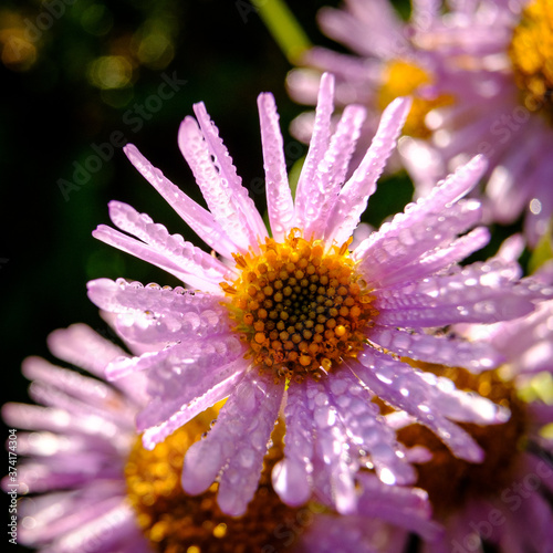 Morning dew covers an alpine daisy
