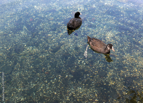 due anatre nuotano nell'acqua limpida photo