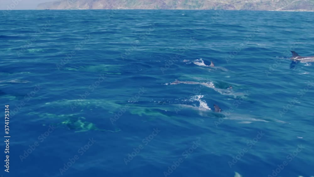 Three dolphins blowing water on ocean surface simultaneously Three dolphins blowing water on ocean surface simultaneously