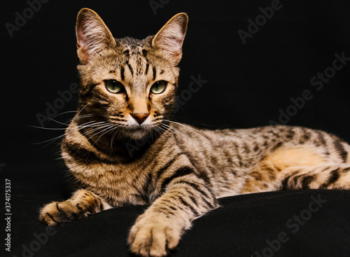 Tablou pe pânză Beautiful cat on black background