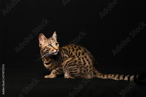 Canvastavla Beautiful cat sitting on black background